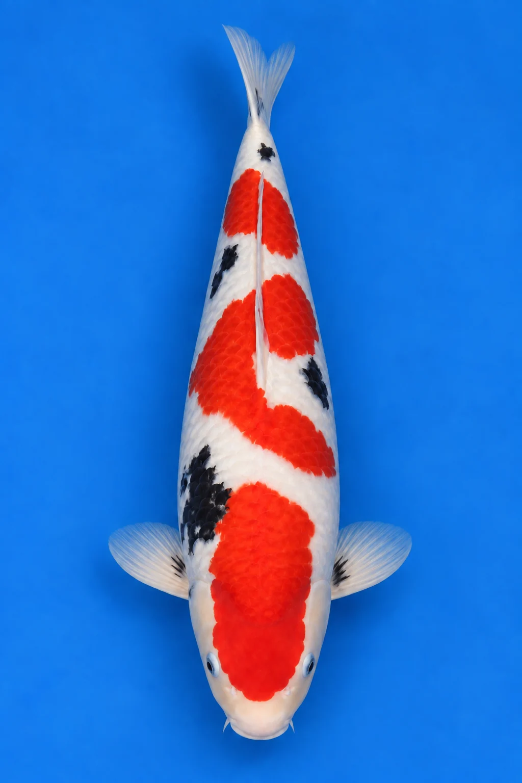 Gosai Sanke illustration, viewed from above with its head down and tail up