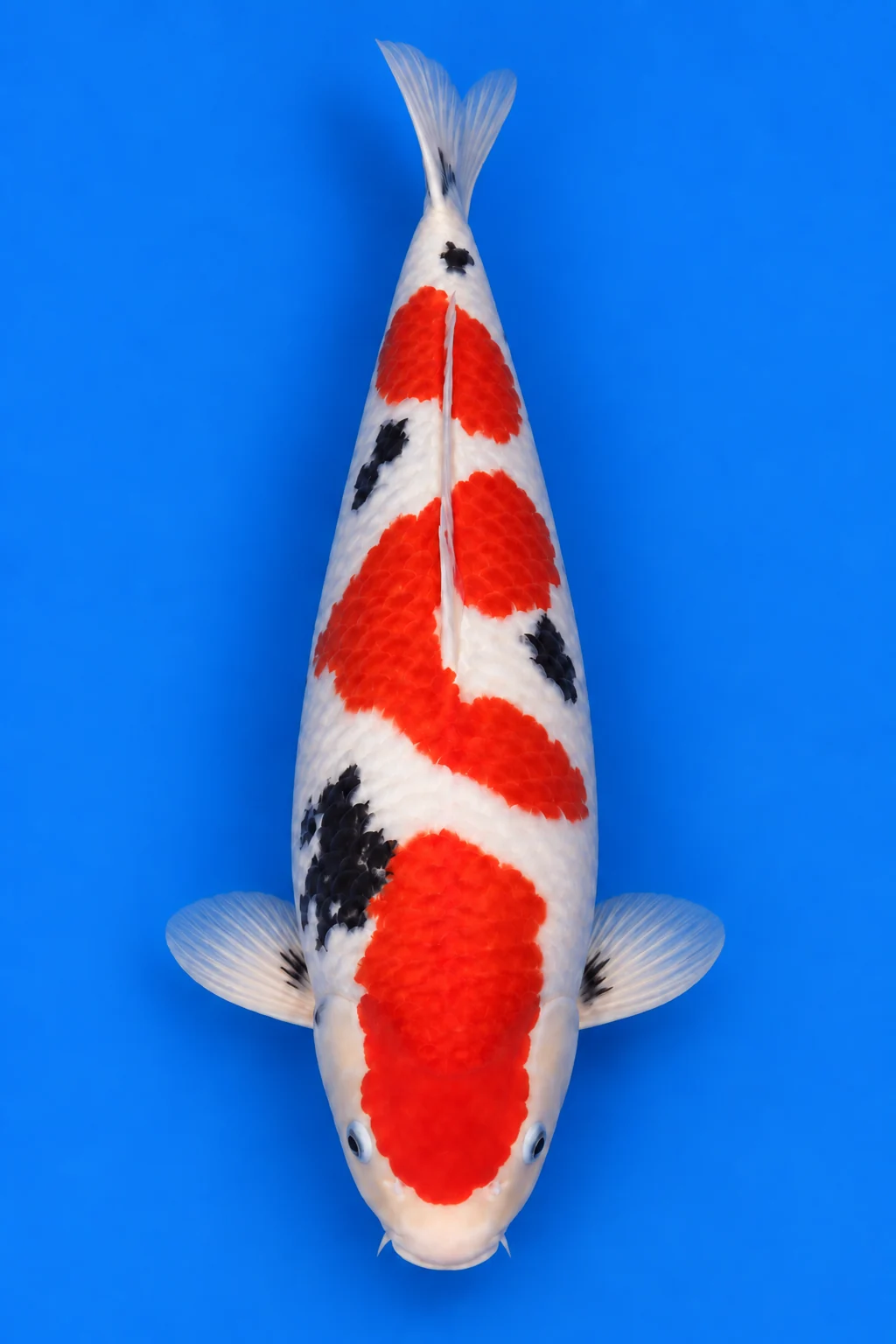 Hassai Sanke illustration, viewed from above with its head down and tail up
