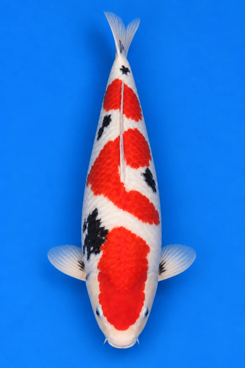 Jussai Sanke illustration, viewed from above with its head down and tail up