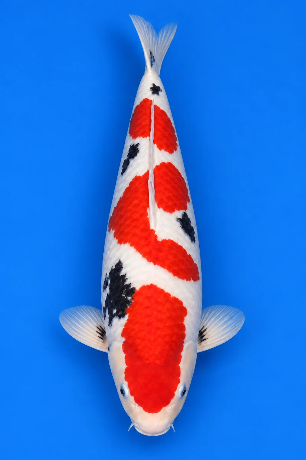 Nanasai Sanke illustration, viewed from above with its head down and tail up