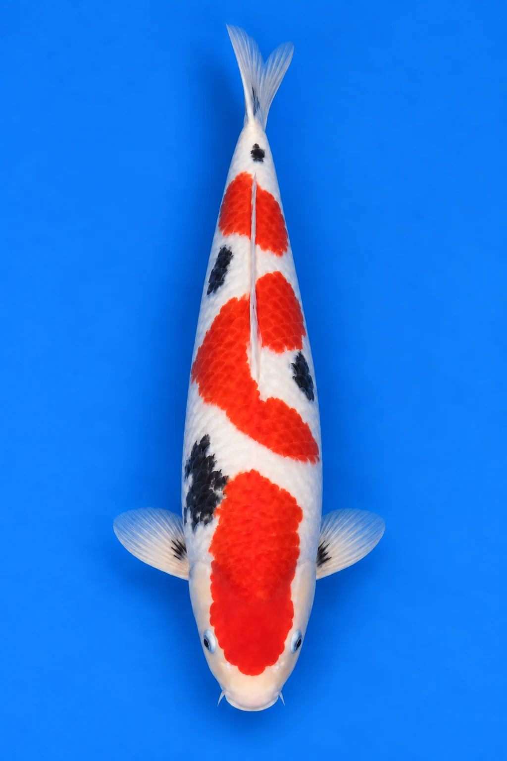 Nisai Sanke illustration, viewed from above with its head down and tail up