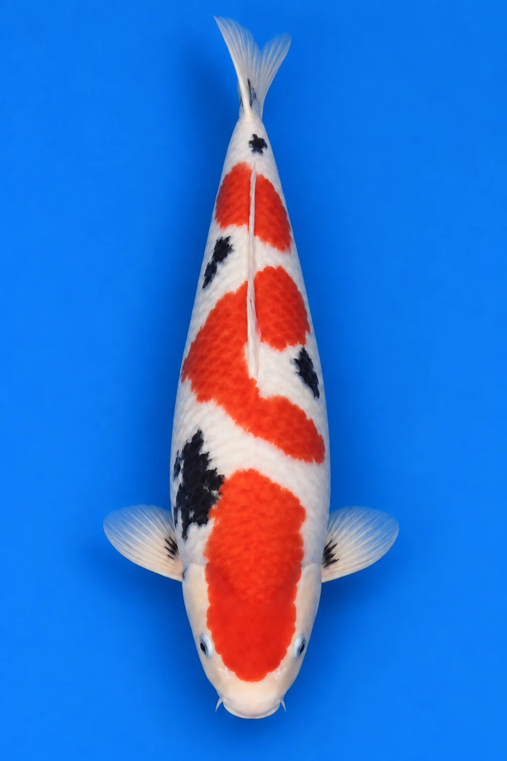 Older koi Sanke illustration, viewed from above with its head down and tail up