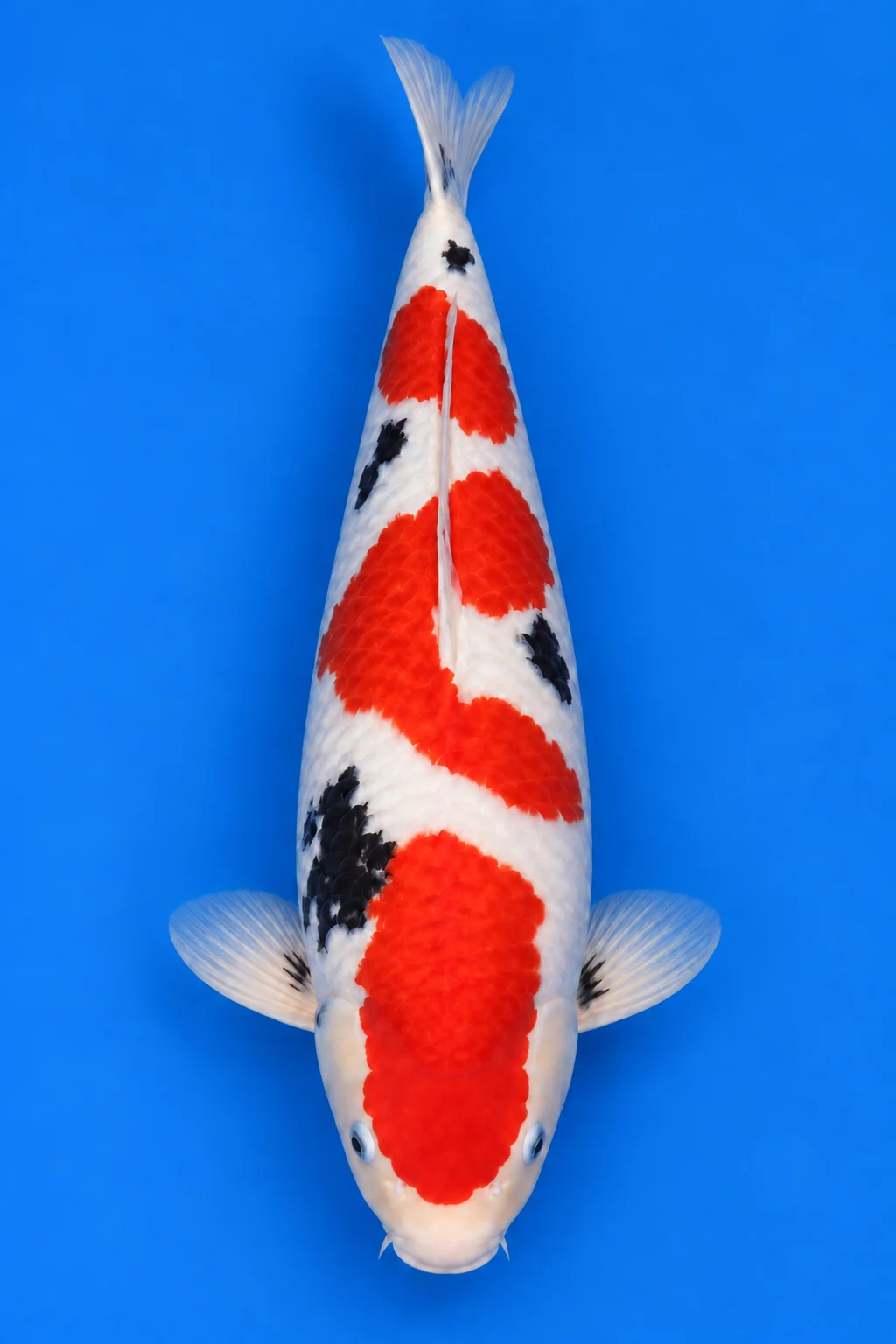 Rokusai Sanke illustration, viewed from above with its head down and tail up