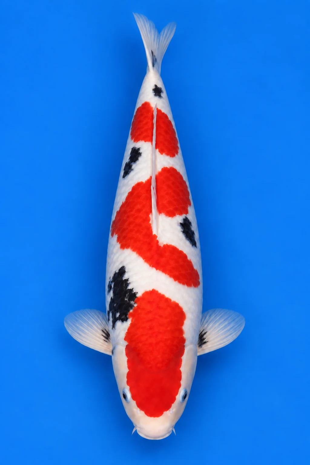 Sansai Sanke illustration, viewed from above with its head down and tail up