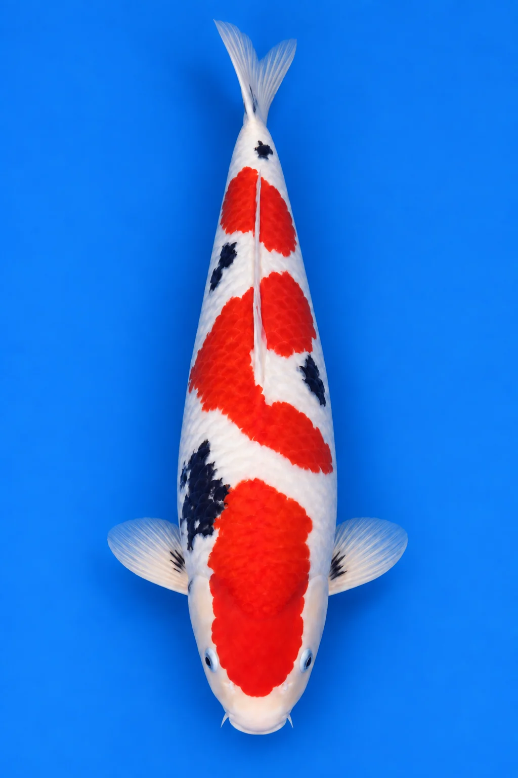 Yonsai Sanke illustration, viewed from above with its head down and tail up